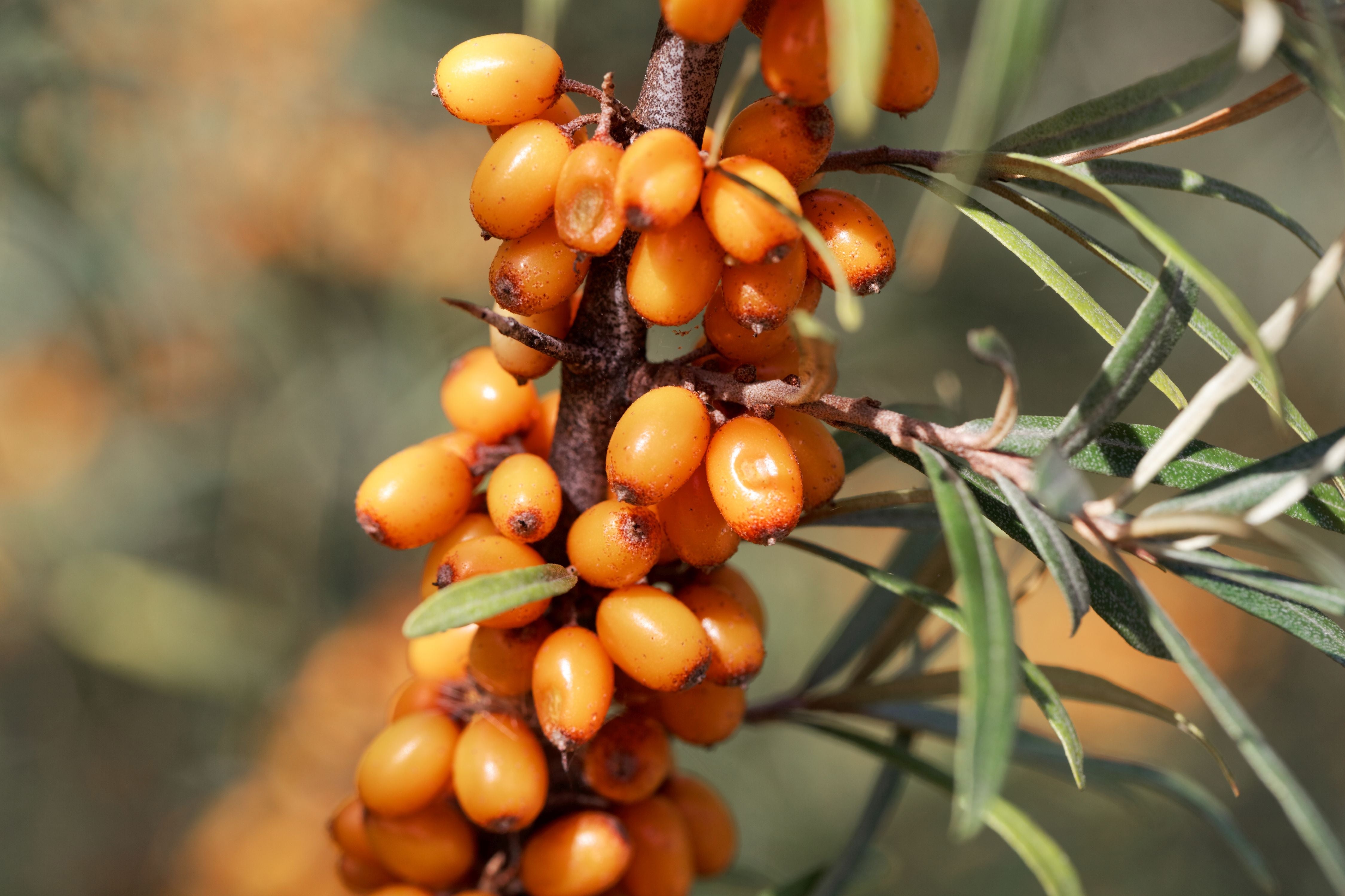 This image showcases a close-up view of sea buckthorn berries, densely clustered along slender branches. The berries are a vibrant orange color, ranging from a deep, almost reddish-orange to a lighter, more golden hue. Each berry is small and oblong, appearing slightly speckled with tiny, light-colored dots, possibly lenticels or natural imperfections. They grow in tight bunches directly from the woody stems, creating a visually striking and abundant display. The branches themselves are a reddish-brown, with a slightly rough texture. Interspersed among the berries are narrow, lance-shaped leaves, a muted grayish-green color, adding a contrasting texture and tone to the composition. The background is softly blurred, suggesting a natural outdoor setting, with hints of other sea buckthorn branches and foliage creating a sense of depth. The lighting appears to be natural daylight, casting subtle shadows and highlighting the glossy surface of the berries. The overall impression is one of natural abundance and the vibrant colors of autumn or late summer. The image emphasizes the unique and visually appealing characteristics of the sea buckthorn plant and its fruit, known for its nutritional benefits.