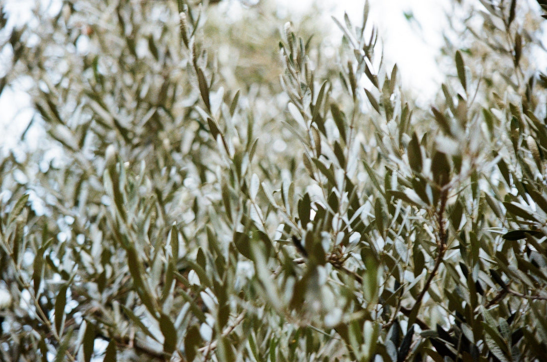 Olive-tree