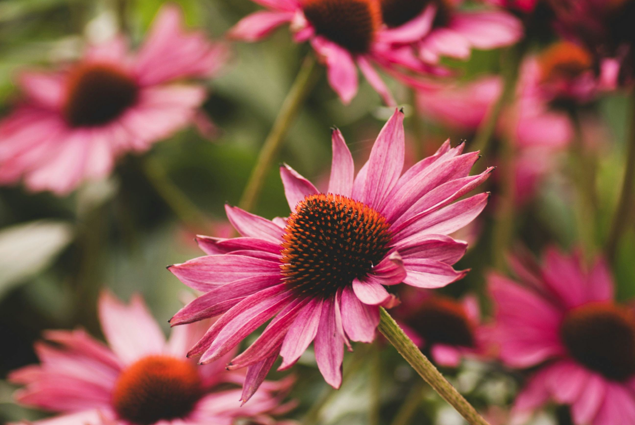 Immune supporting gems from the garden