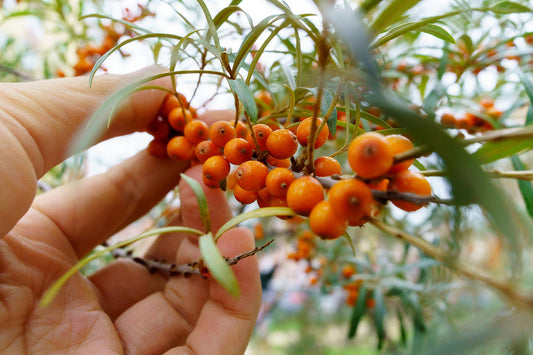 Sea buckthorn oil 101: health benefits for skin and eye health