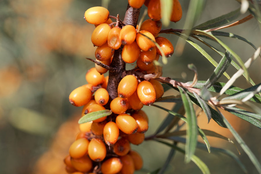 Unravel the mysteries of Sea buckthorn oil for health