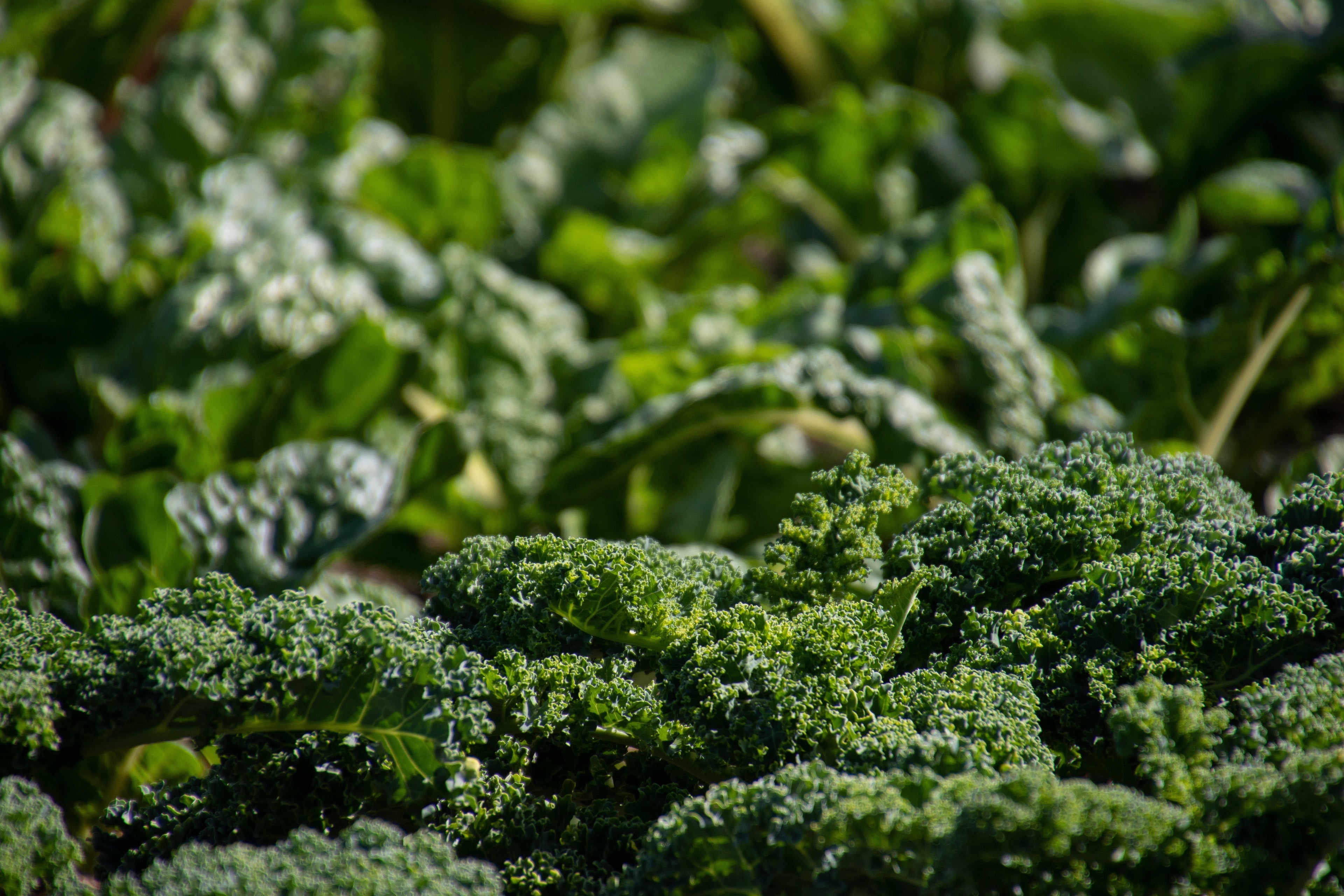 Nutrition and a healthy liver