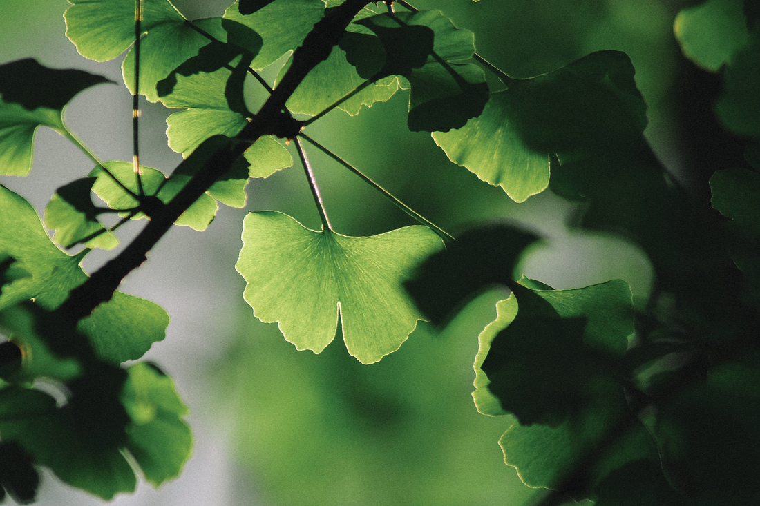 Your go-to strategies for supporting good memory!