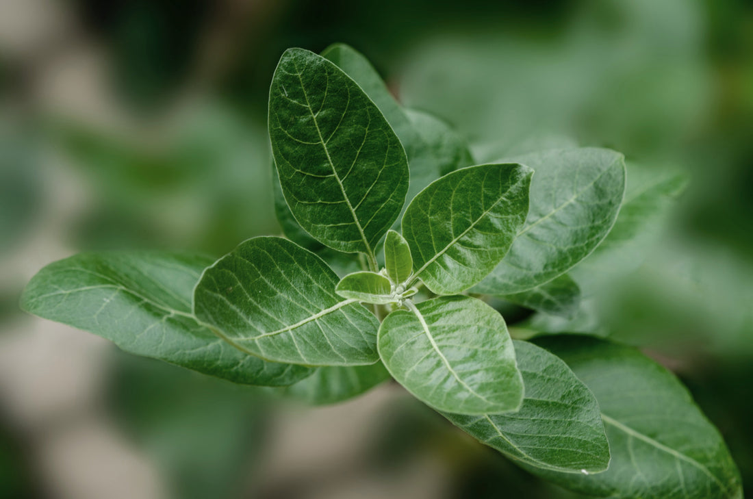The allure of Ashwagandha