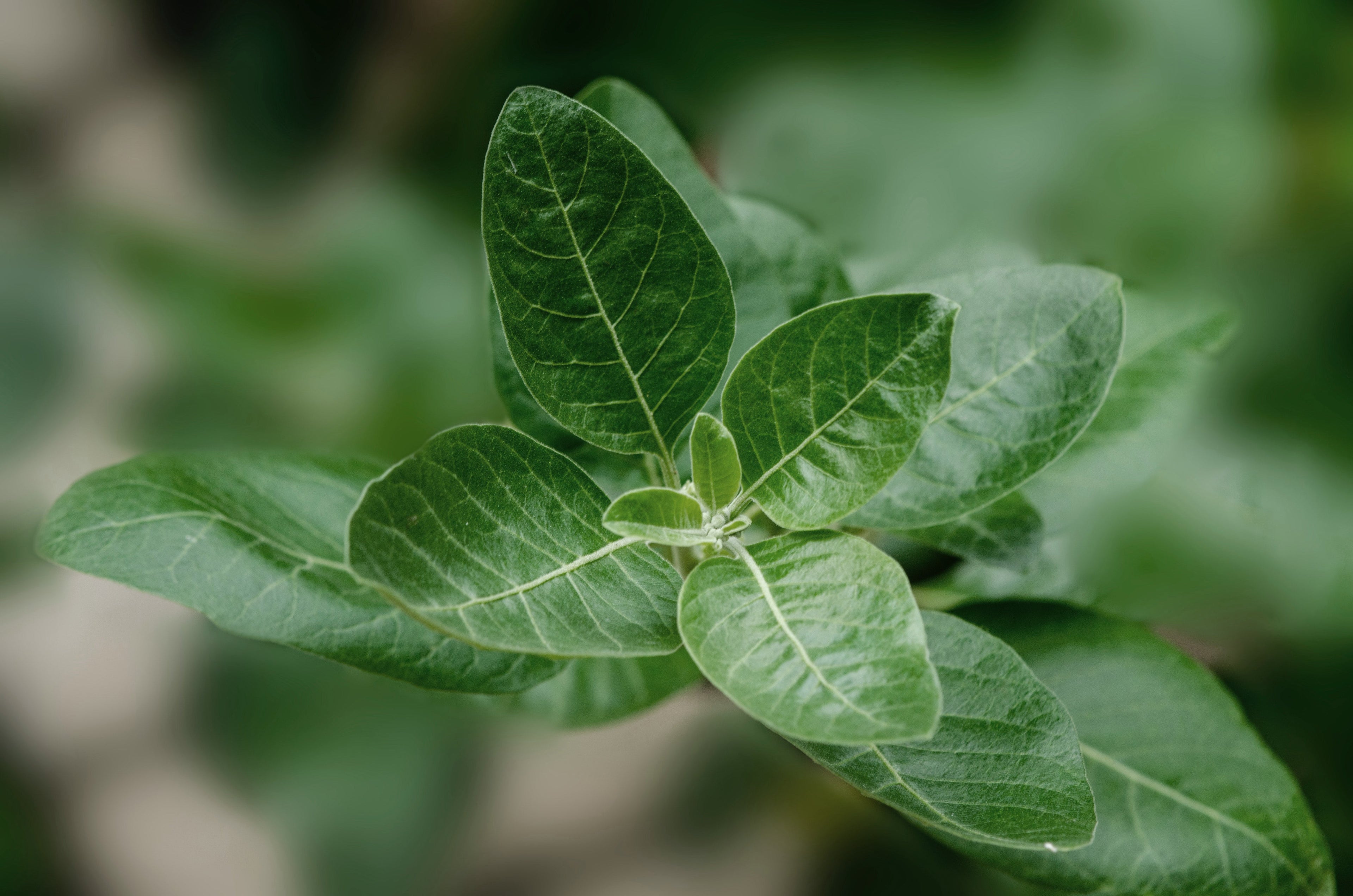 The allure of Ashwagandha