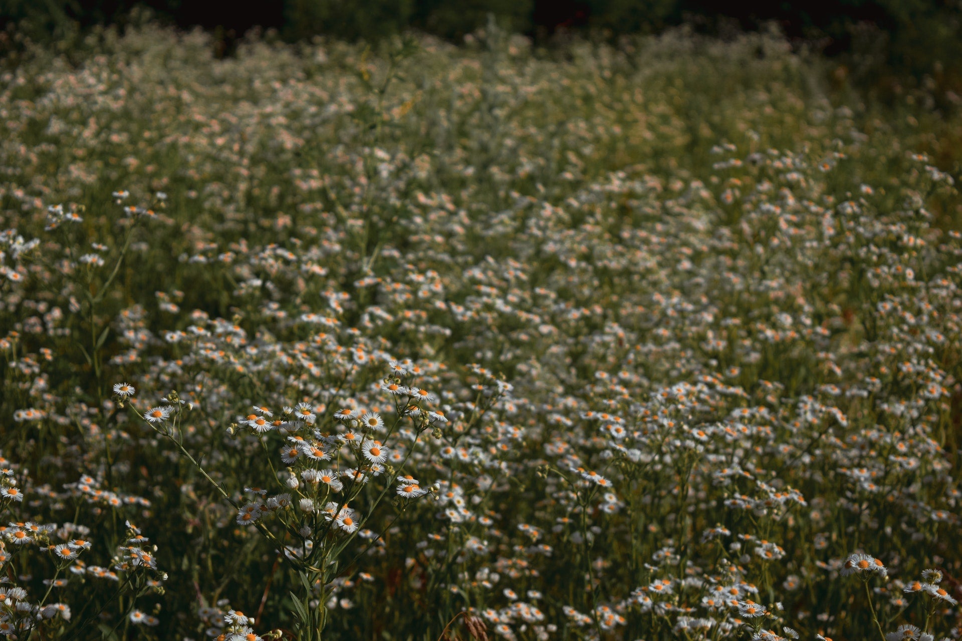 Are you allergic to Spring?