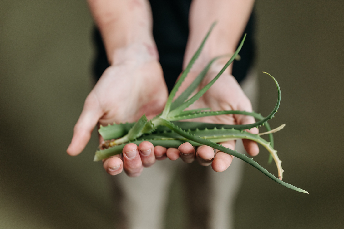 Support your gut with these herbs!