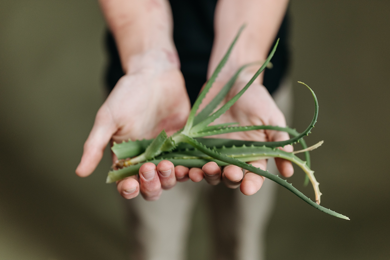 Support your gut with these herbs!