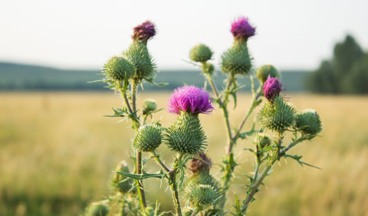 The beauty of St Mary’s Thistle