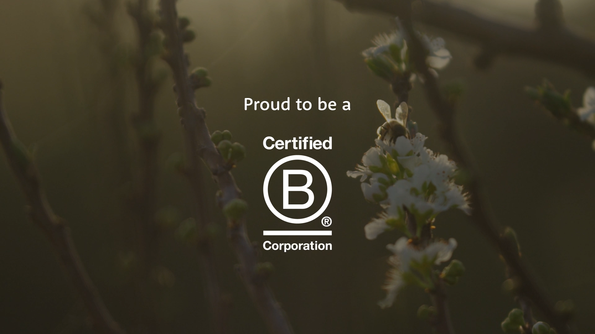 Load video: What B Corp means to Herbs of Gold Australia